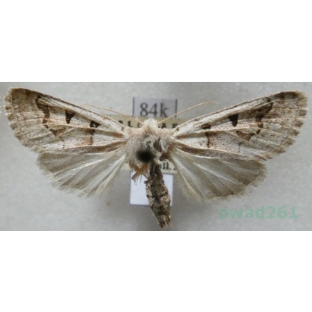 Episema glaucina (Esper, 1789) female Slovakia84k